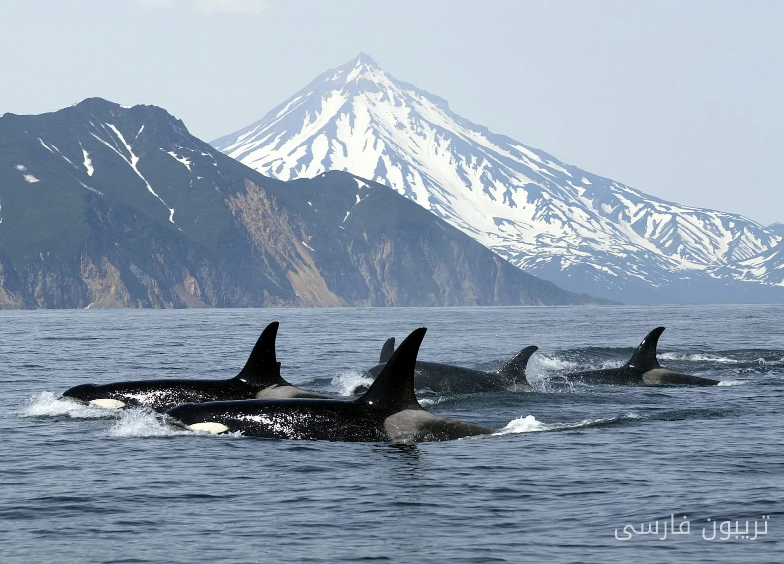 Humpback whale mother beside her dead calf: A look at the sad behavior of these creatures