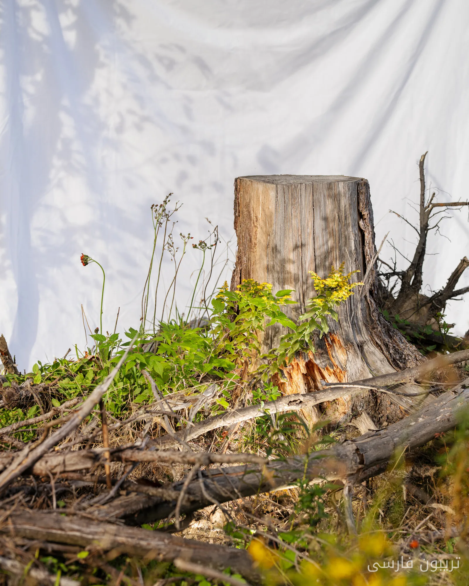 Sustainable Development or Corporate Deception: Deforestation Apparently Environmentally Friendly