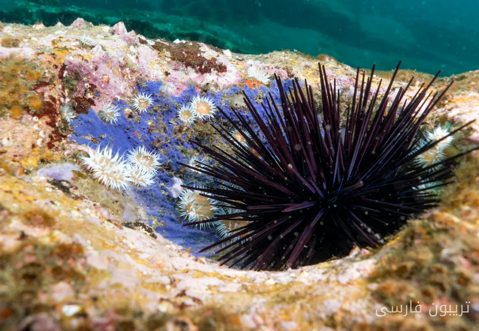 Analysis of the Complexity of Relationships Between Seaweeds and Sea Urchins in Australia