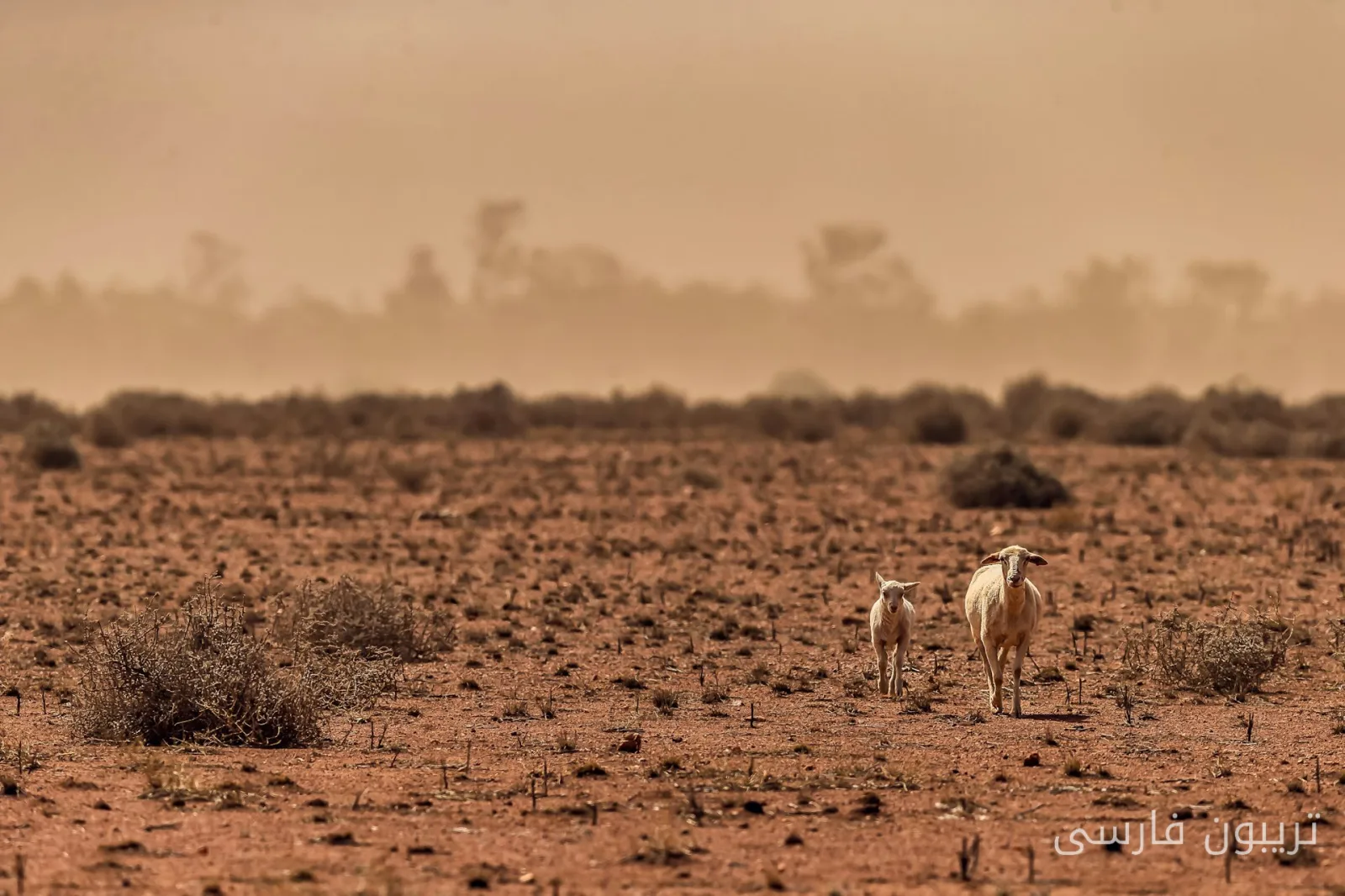 The Impact of El Niño and Rising Food Prices in Australia