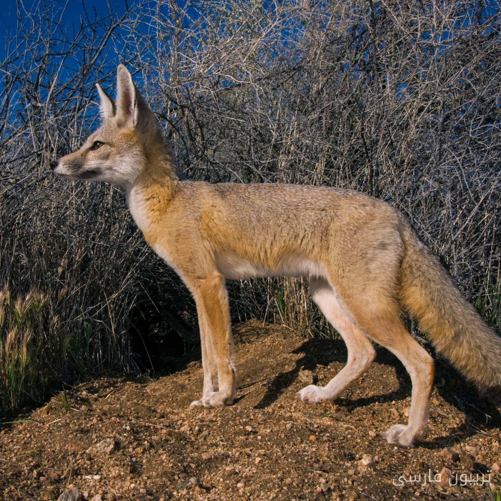 The Battle for Wildlife: Two States Sue Over Trump's Decisions