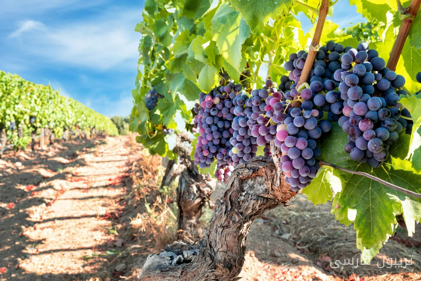 Die Auswirkungen des Klimawandels auf die Weinindustrie in Australien und der Welt